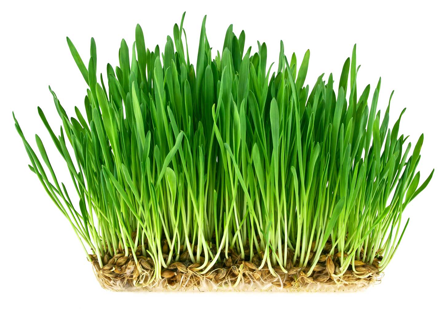 Wheatgrass micro green plant