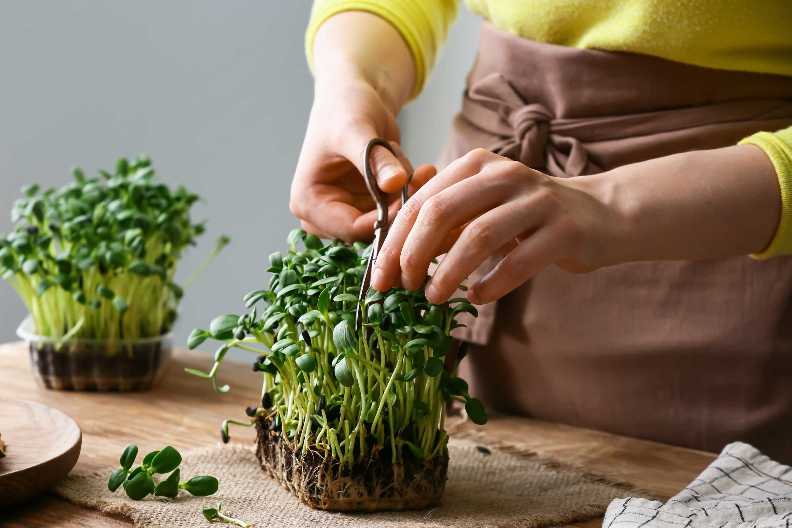 Women in apron, cutting micro greens